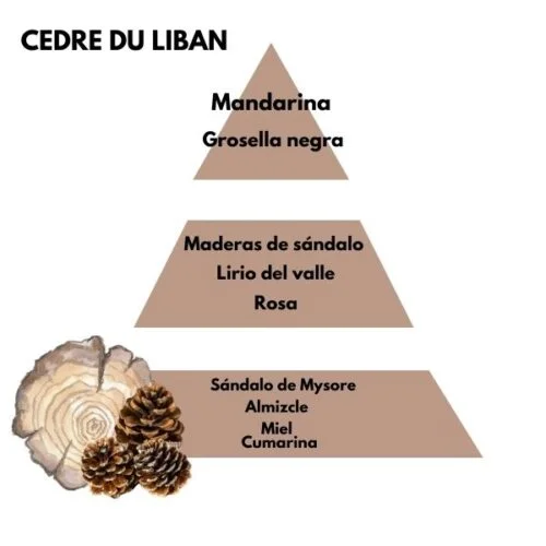 Piramide olfativa del aroma Cedre du Liban de la marca Berger D'Arome