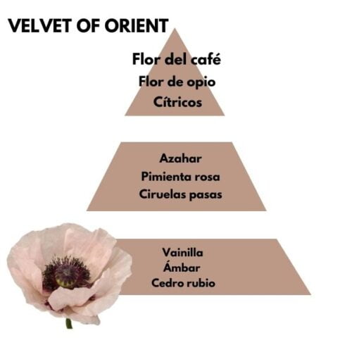 Piramide olfativa del aroma Velvet of orient de la marca Berger D'Arome