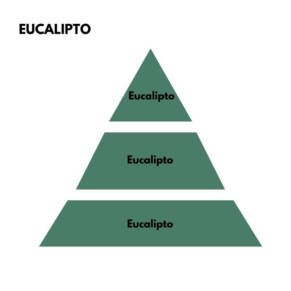 Piramide olfativa del aroma Eucalipto de la marca LOES D'Arome