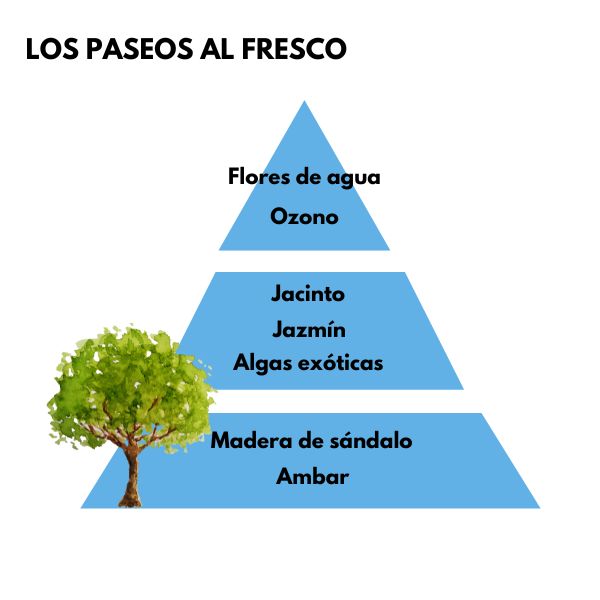 Piramide olfativa del aroma Los Paseos al Fresco de la marca LOES D'Arome