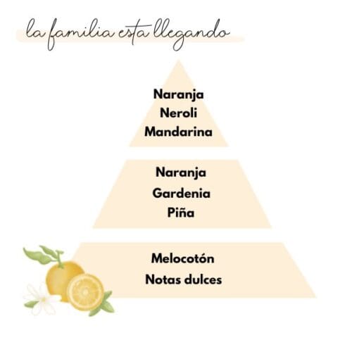 Pirámide olfativa del aroma la familia está llegando de la marca Loes para D'Arome