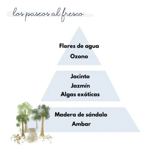 Pirámide olfativa del aroma los paseos al fresco de la marca Loes para D'Arome