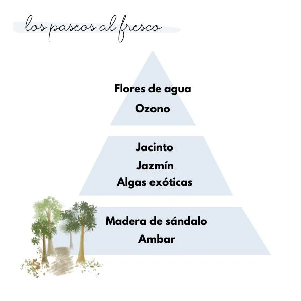 Pirámide olfativa del aroma los paseos al fresco de la marca Loes para D'Arome